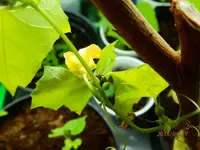 P4170037.webp