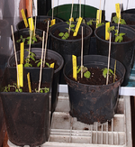 Tomaten wachsen zügig_WiKa_700.webp