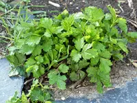 image002.webp