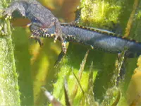 Kleiner Wasserdrachen.webp