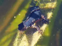 Wasserdrachen 2.webp