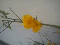 DSC04871.webp