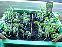image001.webp