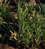 Tulpen_Knospen2_800.webp