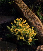 Primel_giant_gelb_Blüte_700.webp