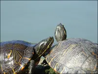 c036.webp