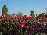 c043.webp