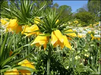 c044.webp