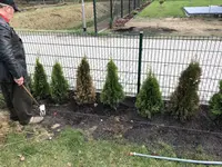 baum2.jpg