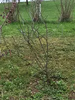 2018-04-15 Zierapfel Wildhecke.webp