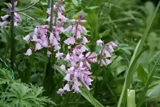 Hasenglöckchen0314 - Kopie.webp