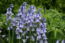 Hasenglöckchen0414 - Kopie.webp