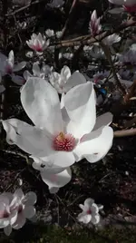 IMG_20180419_163938.webp