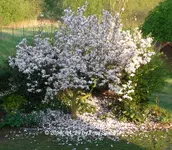 Forum Blumeninsel verwunschen 2018_04_20 P1090656.webp