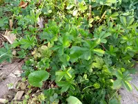 IMG_20180419_184053926.webp