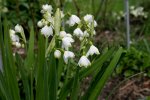 Frühling2908a.jpg