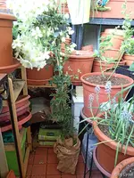 c051.webp
