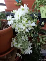 c052.webp