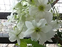 c054.webp