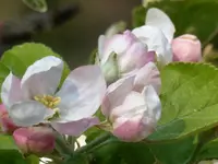 Apfelblüte.webp
