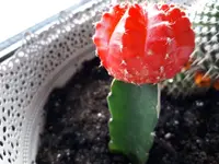 IMG-20180421-WA0024.webp