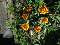 DSC02751.webp