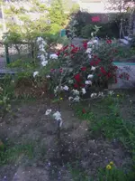 IMG_20180421_190131.webp