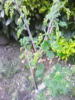 IMG_20180421_190153.webp