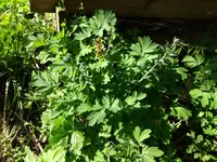 IMG_20180422_095038876.webp