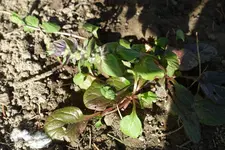 DSC00164.webp