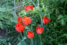 frühling3918.webp