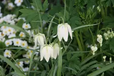 frühling4618.webp