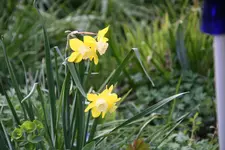 frühling4818.jpg