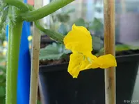 c055.webp