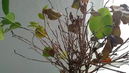 ficus (2).webp