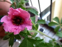 P1030522.webp