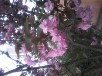 1524417818955.webp
