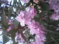1524417862764.webp