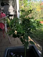 2018-04-22 Discounterrose.webp