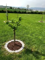 IMG_2838.webp IMG_2838.webp