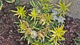 choisya.actez.gold_0007.webp