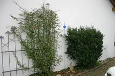 Eiben0308a.webp