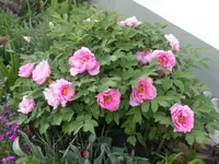 SAM_9533a.webp