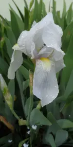 SAM_9534a.webp