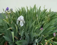 SAM_9535a.webp