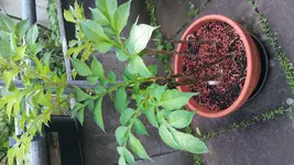 palme.webp