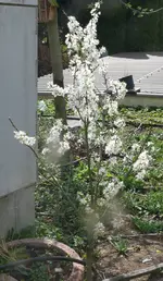 Schlehen Baum.webp