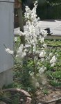 Schlehen Baum.jpg