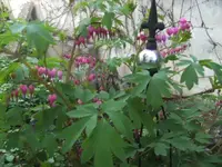 BILD9245.webp