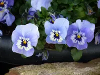 618319DB-E02A-4D25-9508-A4E702EC4CC0.webp